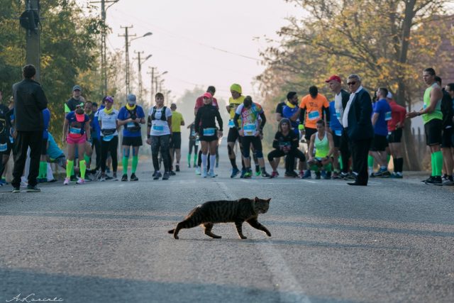 Alergătorii aflați la startul cursei Timișoara City Marathon 2019 (42 de kilometri), la Otelec. O pisică le taie calea.