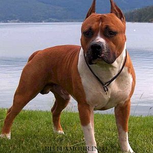 Amstaff 1