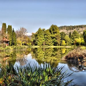 11. parc dendrologic gurahont