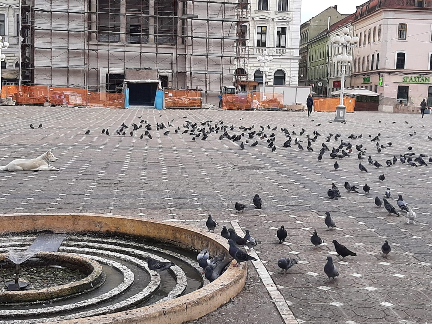 Atenționări scrise și verbale pentru timișorenii care hrănesc porumbei