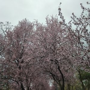4. pomi infloriti