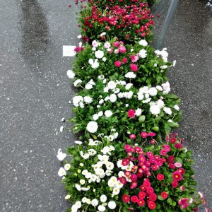 7. ghivece flori aprilie