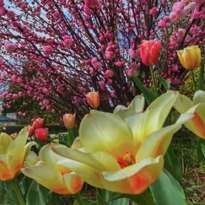 12. flori de primăvară