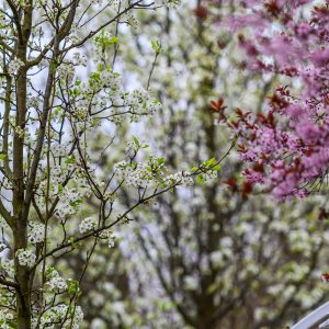 9, copaci înfloriți