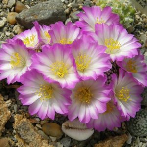 3. cactus