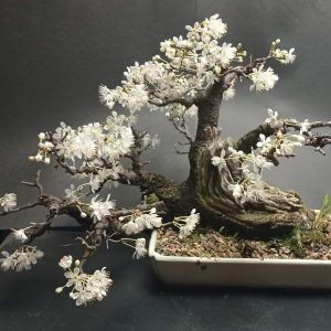 4. bonsai