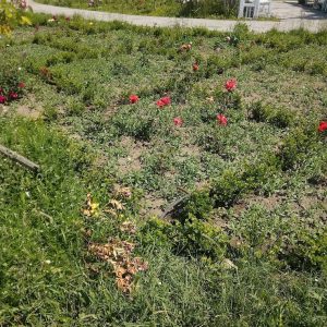 {„capture_mode”:”AutoModule”,”faces”:[]}