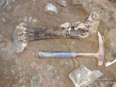 Descoperire majoră în Țara Hațegului: cel mai vechi „depozit” de dinozauri pitici, cu peste 800 de fosile (foto)