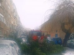 Arbori căzuți pe carosabil și localități din vestul țării rămase fără energie electrică, în urma ninsorilor. Intervenții ale autorităților