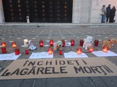 Protest în Piața Victoriei din Timișoara pentru câinii abandonați. Aproximativ 150 de persoane au cerut soluții în locul eutanasierii (foto și video)